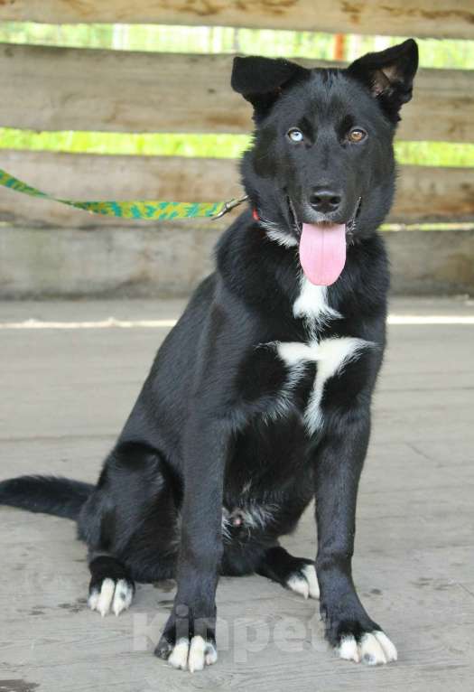 Собаки в Санкт-Петербурге: Необыкновенный щенок-красавчик ищет дом Мальчик, Бесплатно - фото 4
