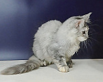 Кошки в Уфе: Котенок мейн-кун Девочка, 25 000 руб. - фото 1