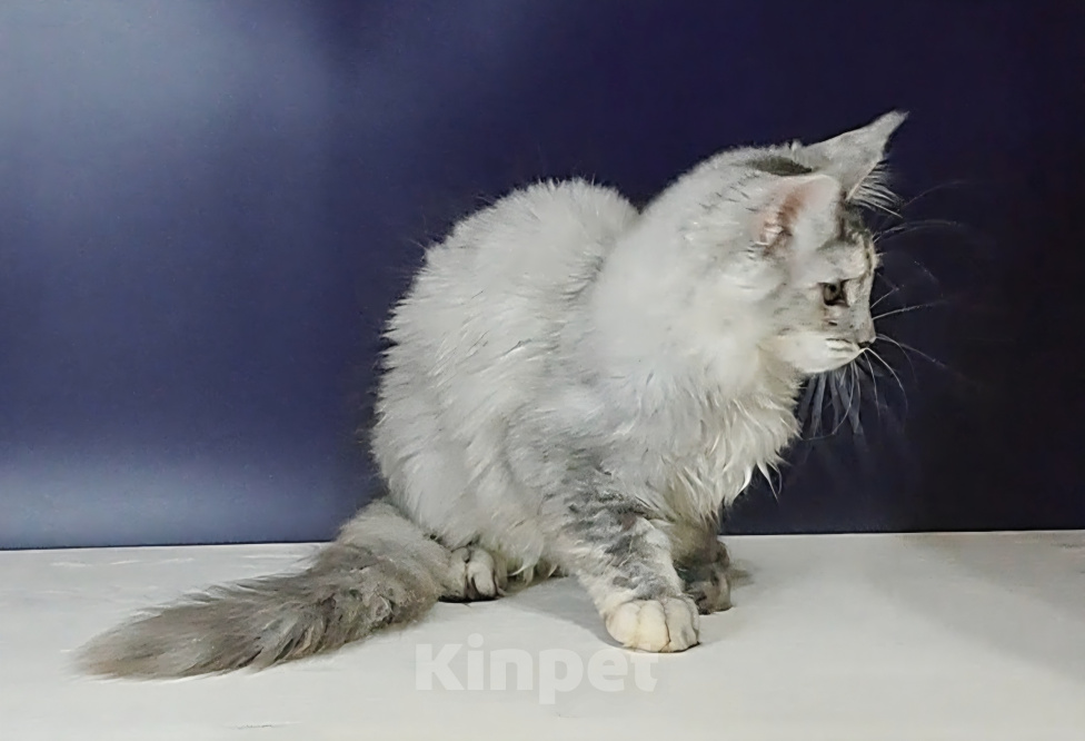 Кошки в Уфе: Котенок мейн-кун Девочка, 25 000 руб. - фото 1