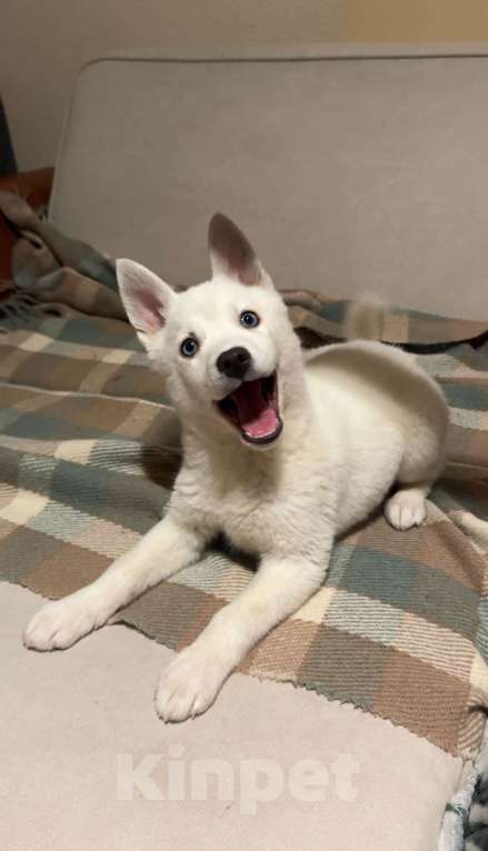 Собаки в Санкт-Петербурге: Помски Мальчик, 15 000 руб. - фото 8