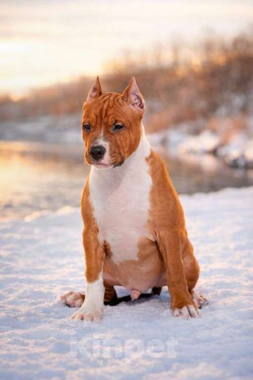 Собаки в Москве: Красивый мальчик амстаффа Мальчик, 60 000 руб. - фото 4