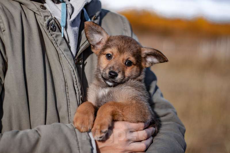Собаки в Москве: Щенки коротколапики от маленькой собачки, 1 руб. - фото 5