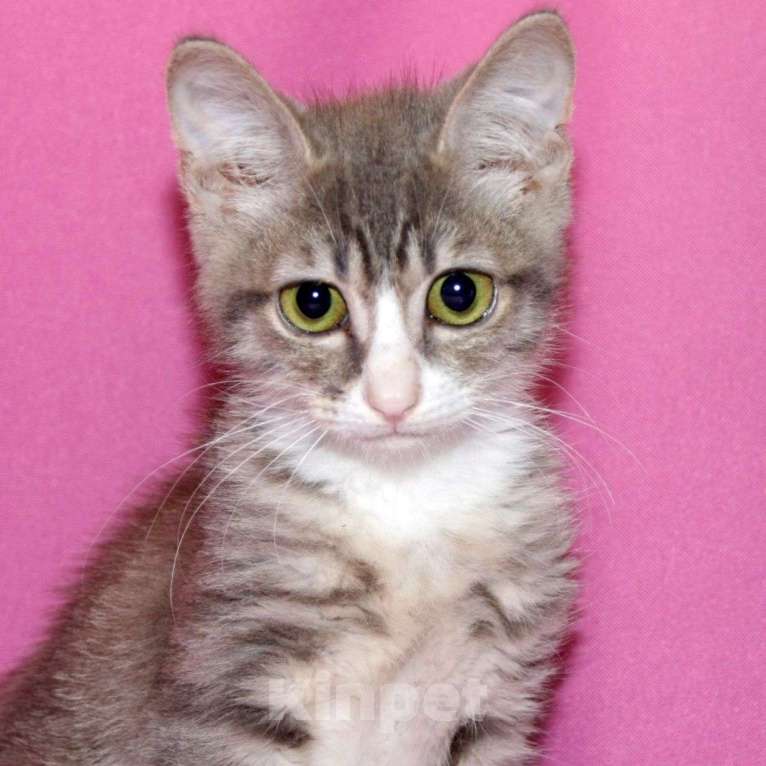 Кошки в Москве: Двухмесячный котенок Эклер ищет семью 🤍 Мальчик, Бесплатно - фото 2