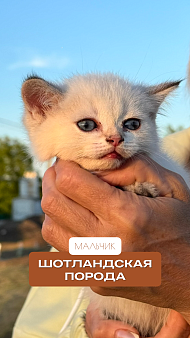 Котёнок шотландский