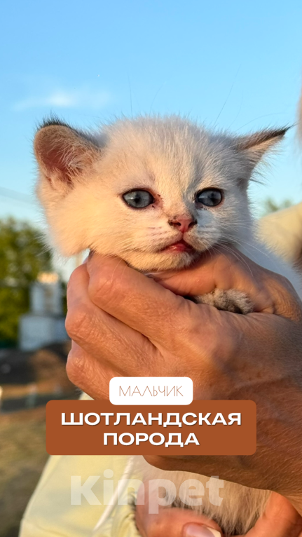 Кошки в других городах Краснодарского края: Котёнок шотландский Мальчик, 7 000 руб. - фото 1