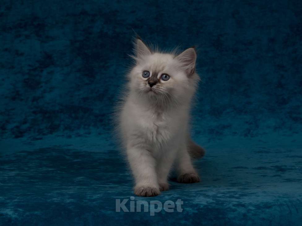 Кошки в Белокурихе: Сибирский котик с голубыми глазами Мальчик, 50 000 руб. - фото 1