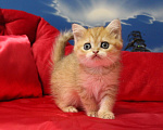 Кошки в Клине: Яркая золотая кошечка Девочка, 15 000 руб. - фото 1