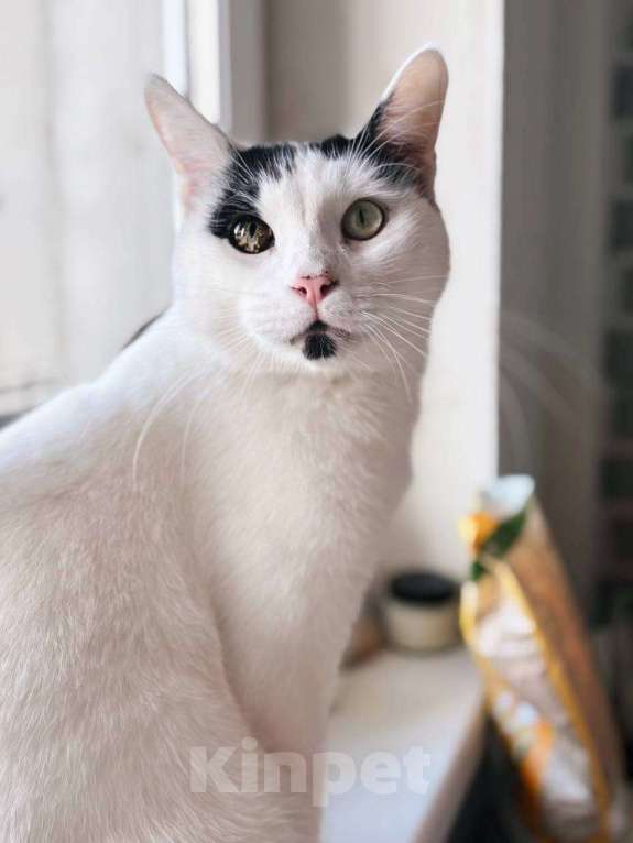 Кошки в Балашихе: Йогурт Мальчик, Бесплатно - фото 3