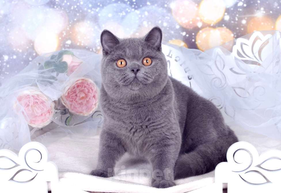 Кошки в Санкт-Петербурге: Британский котик классического голубого окраса Мальчик, 60 000 руб. - фото 4