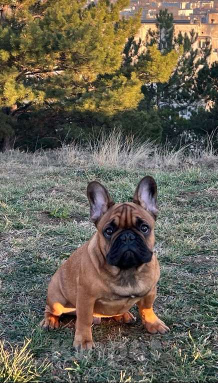 Собаки в Краснодаре: Вязка Арчи Мальчик, Бесплатно - фото 6