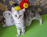 Кошки в Ставрополе: Шотландские котята Мальчик, Бесплатно - фото 4