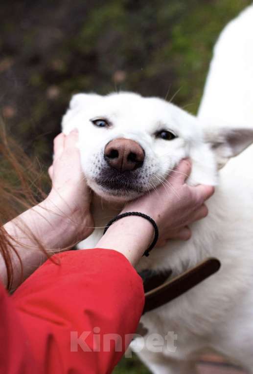 Собаки в Москве: Аспен: собака, которая сама пришла за помощью Мальчик, Бесплатно - фото 2