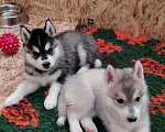 Собаки в Нижнем Новгороде: Щенки хаски от питомника Девочка, 60 000 руб. - фото 2