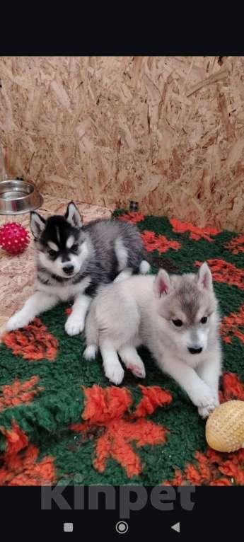 Собаки в Нижнем Новгороде: Щенки хаски от питомника Девочка, 60 000 руб. - фото 2