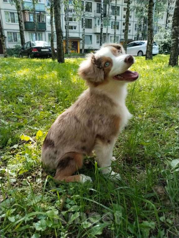Собаки в Санкт-Петербурге: щенок миниатюрной американской овчарки (мини аусси) Девочка, 120 000 руб. - фото 4