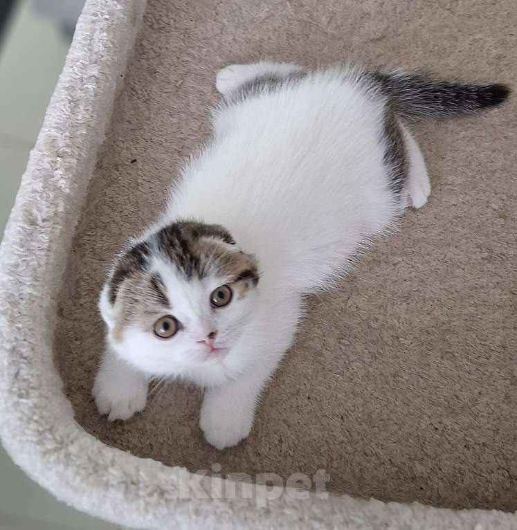 Кошки в Ярославле: Шотландский вислоухий короткошерстный малыш Мальчик, 35 000 руб. - фото 5