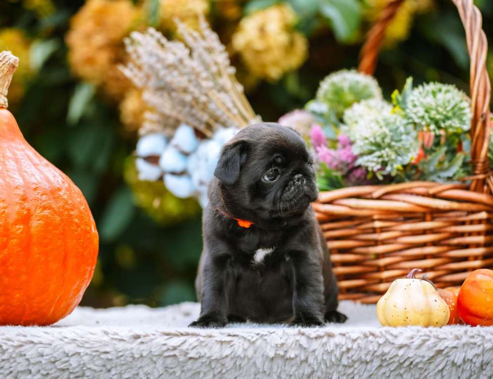 Собаки в Новосибирске: Мопс Сейлор Мун Девочка, 60 000 руб. - фото 8