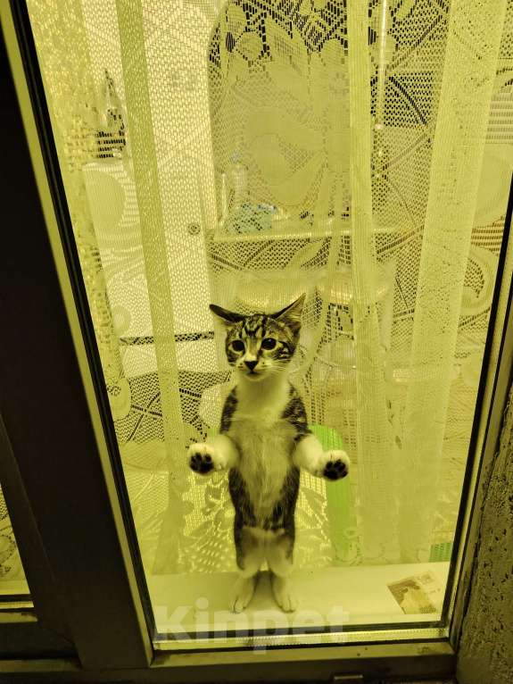 Кошки в других городах Краснодарского края: Очаровательная кошечка курильский бобтейл Девочка, 10 000 руб. - фото 8