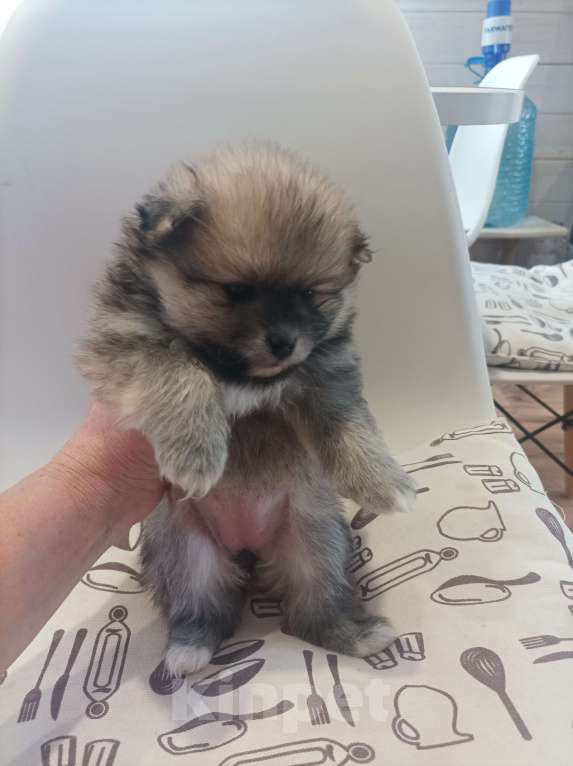 Собаки в Химках: Малыши, рождённые 8 Марта Разнополые, 35 000 руб. - фото 4