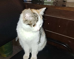 Кошки в Москве: В самые добрые руки. Душечка, а не котёнок! Девочка, Бесплатно - фото 3