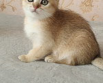 Кошки в Курганинске: Продаются шотландские котята Девочка, Бесплатно - фото 9