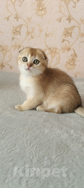 Кошки в Курганинске: Продаются шотландские котята Девочка, Бесплатно - фото 9