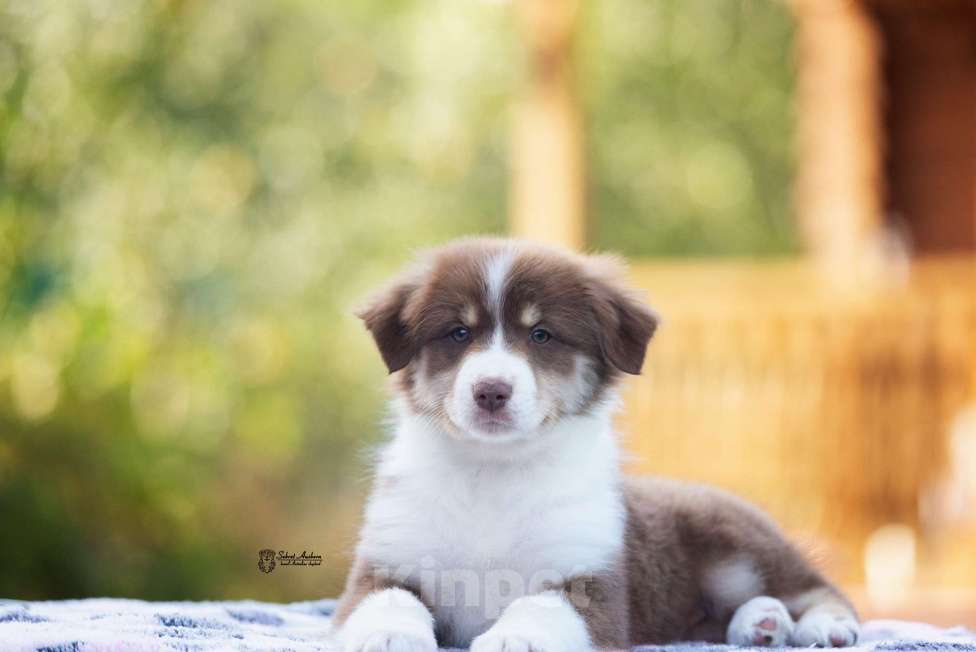 Собаки в Москве: австралийская овчарка аусси Девочка, 80 000 руб. - фото 4