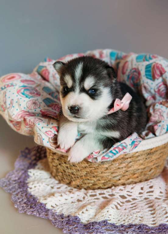 Собаки в Раменском: Хаски  Девочка, 50 000 руб. - фото 1