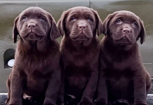 Щенки лабрадора 