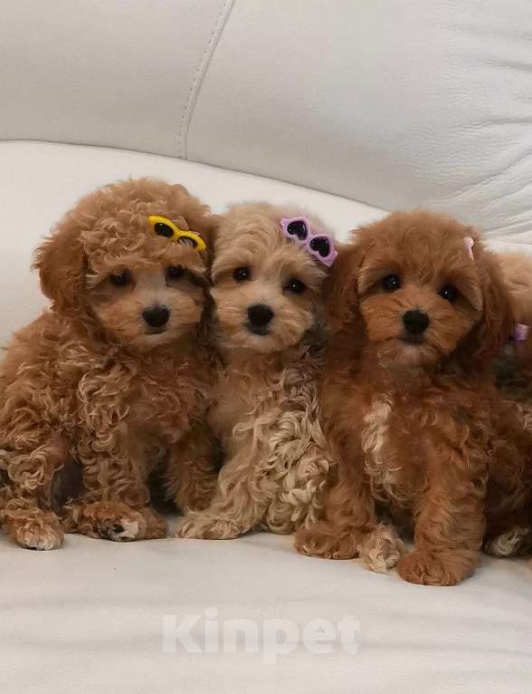 Собаки в Москве: Мальтипу Ф1 девочка Хлоя (Кудряшка) Девочка, 80 000 руб. - фото 7