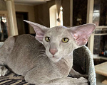 Кошки в Москве: Лиловый ориентальный котенок Мальчик, Бесплатно - фото 1