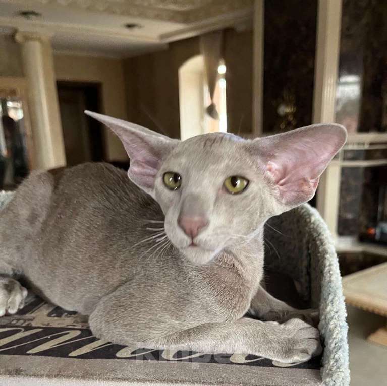 Кошки в Москве: Лиловый ориентальный котенок Мальчик, Бесплатно - фото 1