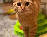 Кошки в Санкт-Петербурге: Хороший ласковый котёнок-рыжик Мальчик, Бесплатно - фото 7