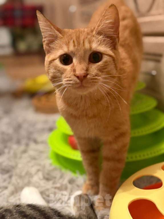 Кошки в Санкт-Петербурге: Хороший ласковый котёнок-рыжик Мальчик, Бесплатно - фото 7