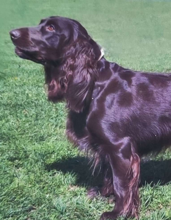 Собаки в Санкт-Петербурге: Чистокровные щенки Русского охотничьего спаниеля с родословной. Мальчик, 45 000 руб. - фото 1