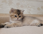 Кошки в Самаре: Золотая британская шиншилла Мальчик, 40 000 руб. - фото 4