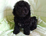 Собаки в Балашихе: Продажа щенка пуделя Девочка, 35 000 руб. - фото 1