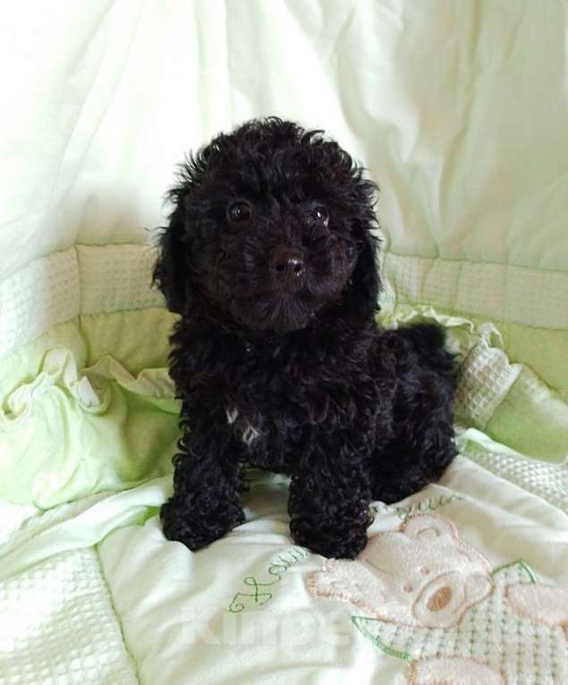 Собаки в Балашихе: Продажа щенка пуделя Девочка, 35 000 руб. - фото 1