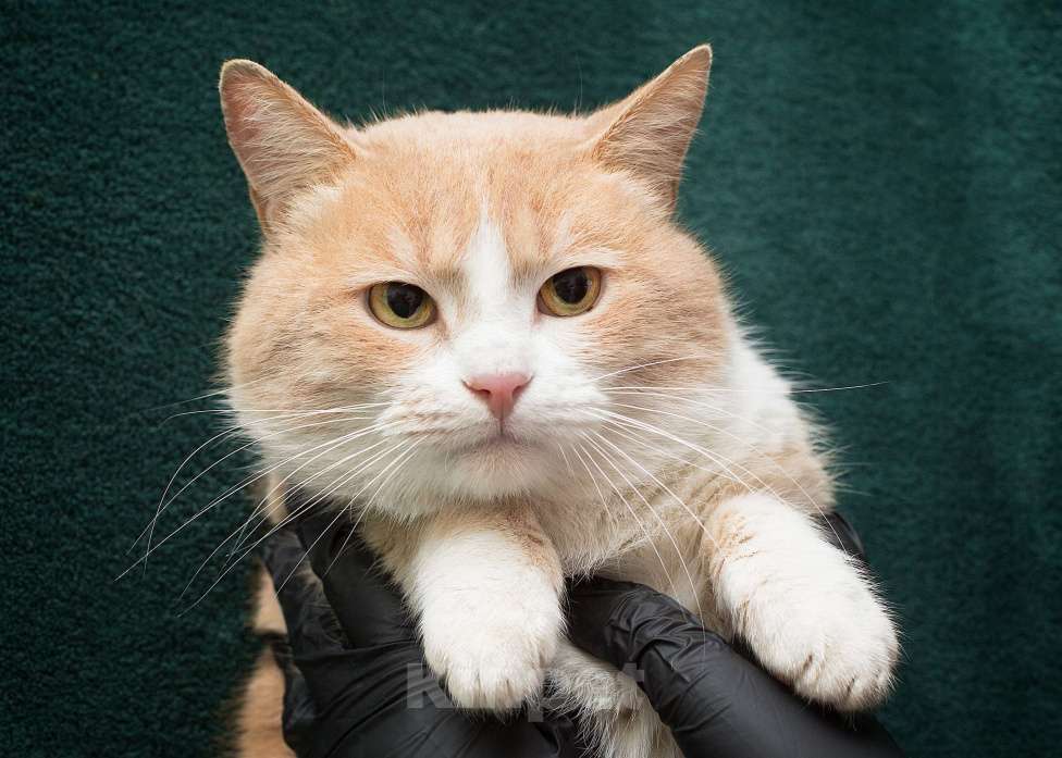 Кошки в Москве: Кругленький и сладкий рыжик Сникерс в поисках своей семьи! Мальчик, Бесплатно - фото 3