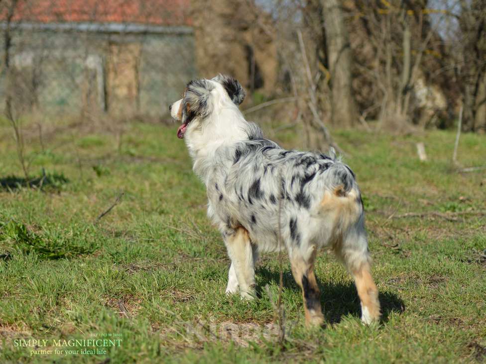Собаки в других городах Московской области: Щенки австралийской овчарки. РКФ Мальчик, 90 000 руб. - фото 5