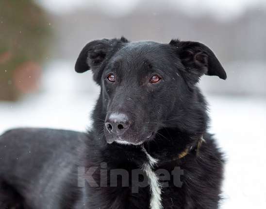 Собаки в Москве: Денвер Мальчик, Бесплатно - фото 2