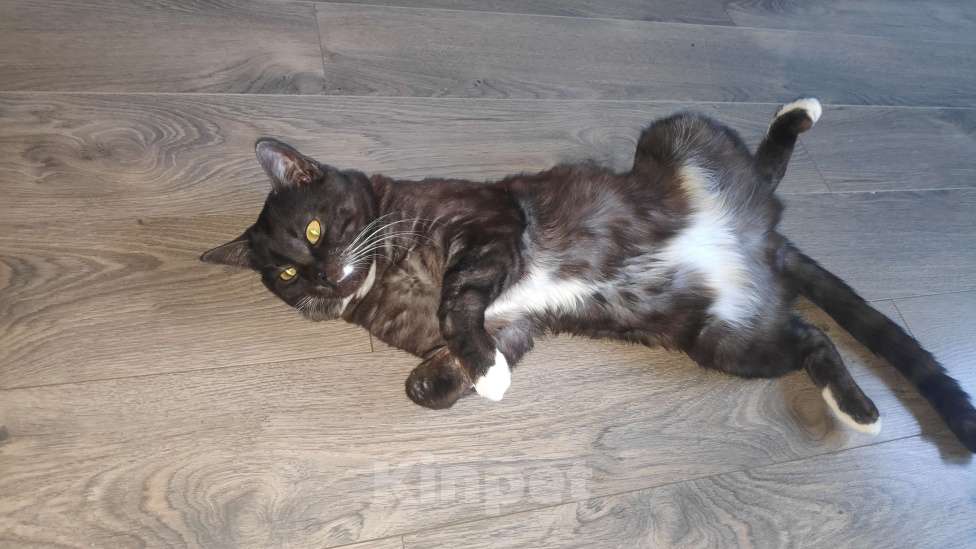Кошки в Владивостоке: Шотландский скоттиш страйт метис в добрые руки  Мальчик, Бесплатно - фото 3
