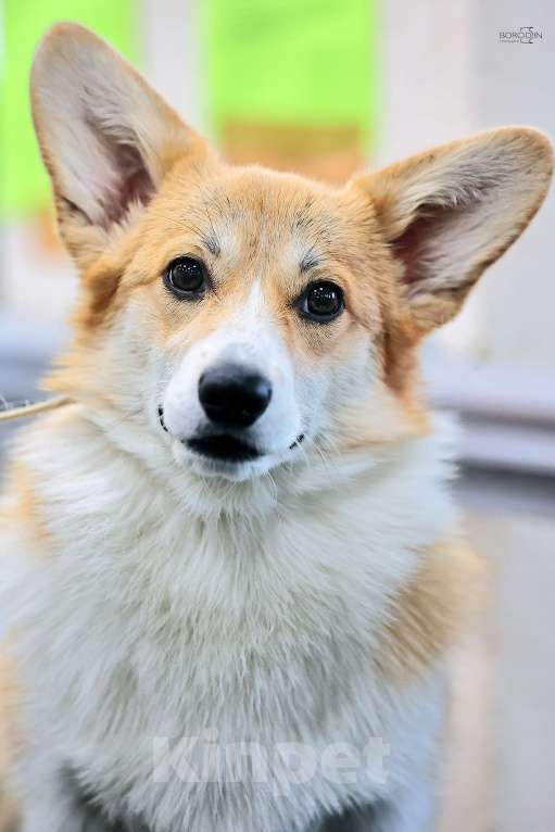 Собаки в Новосибирске: Щенки вельш-корги пемброк Девочка, 65 000 руб. - фото 2