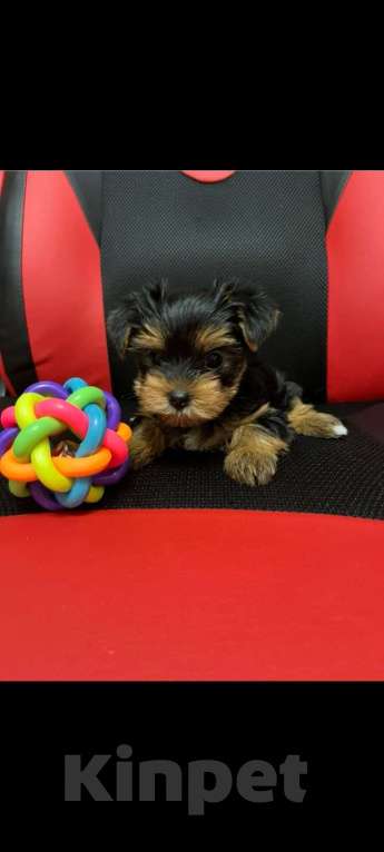 Собаки в других городах Тюменской области: Девочка  Девочка, 17 000 руб. - фото 6