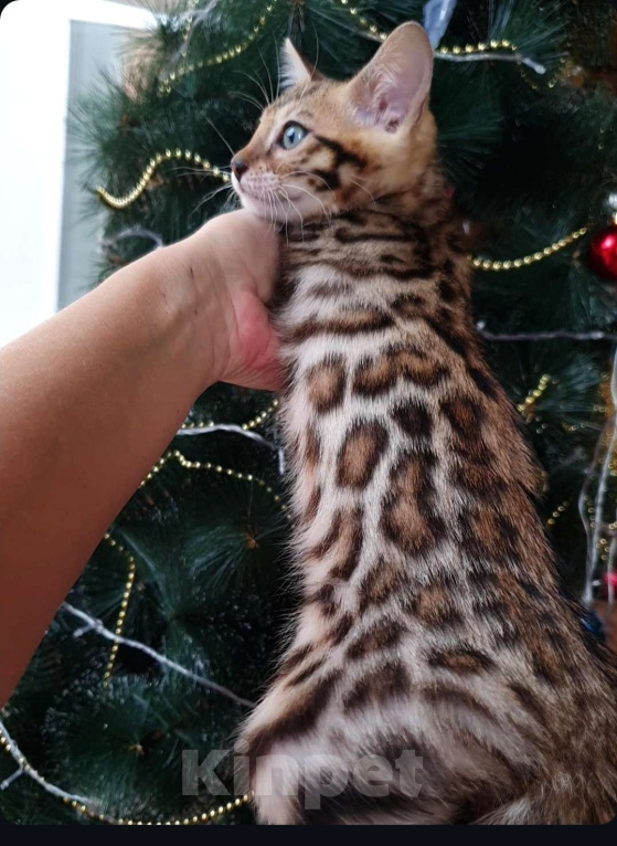 Кошки в Москве: Бенгальская девочка  Девочка, 60 000 руб. - фото 1