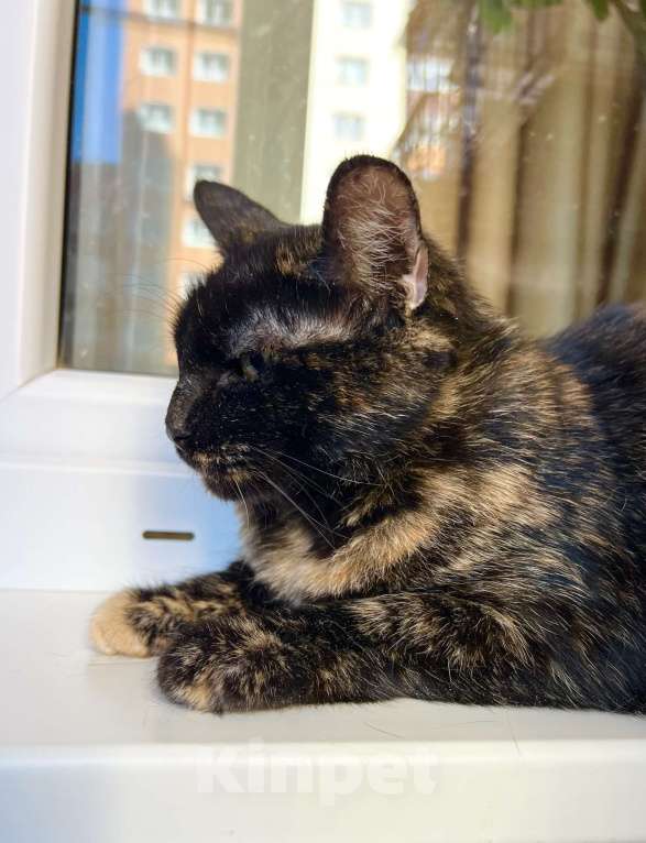 Кошки в Москве: Ласковая плюшевая кошечка Скарлет в добрые руки Девочка, Бесплатно - фото 5