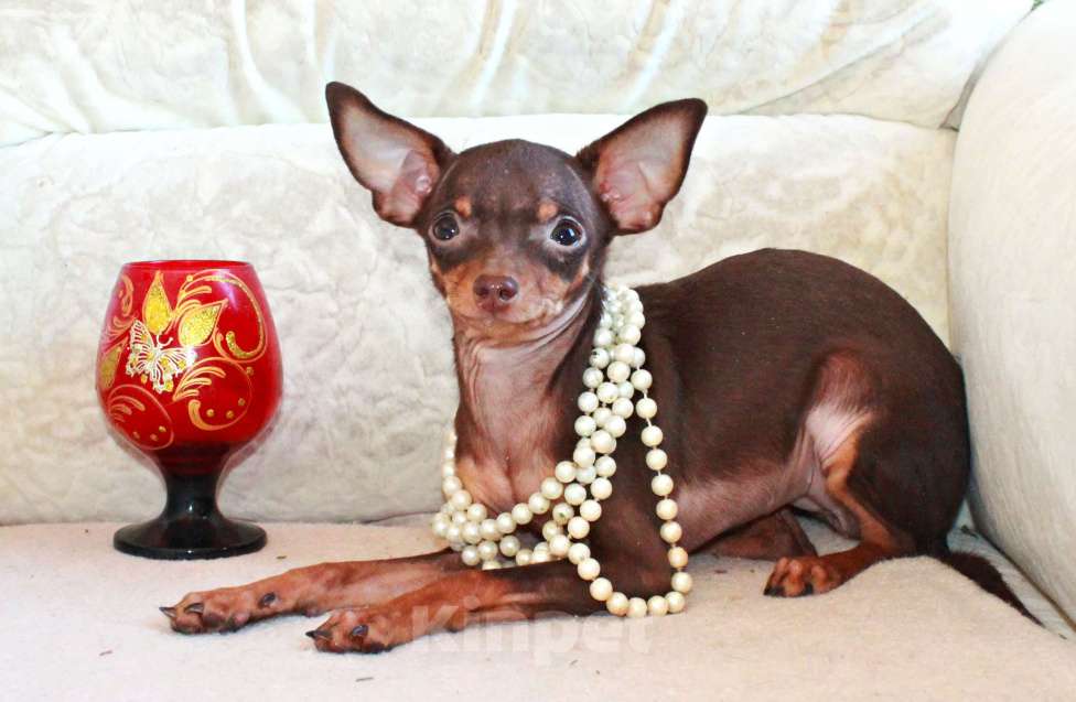 Собаки в Волгограде: Девочка Девочка, 25 000 руб. - фото 4