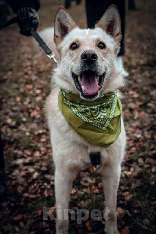 Собаки в Москве: Персик Мальчик, Бесплатно - фото 1