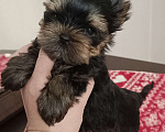 Собаки в других городах Свердловской области: Йоркширский терьер щенки Девочка, 45 000 руб. - фото 4