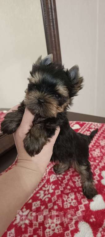 Собаки в других городах Свердловской области: Йоркширский терьер щенки Девочка, 45 000 руб. - фото 4